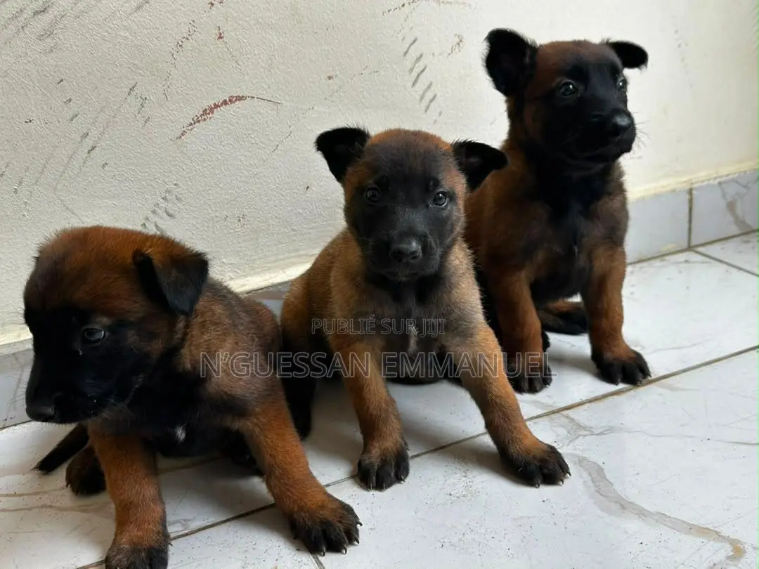 1-3 mois Homme Pure race Belgian Malinois
