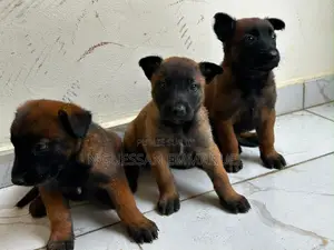 1-3 mois Homme Pure race Belgian Malinois