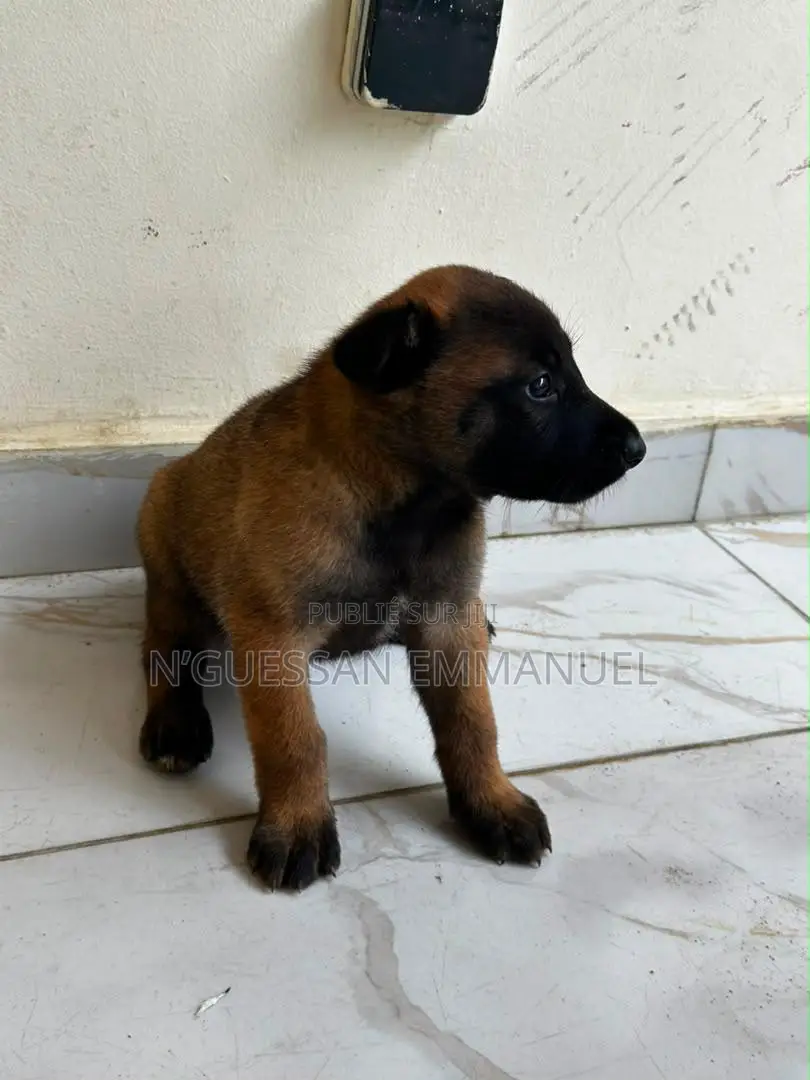 1-3 mois Homme Pure race Belgian Malinois