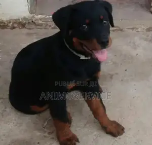 1-3 mois Homme Pure race Rottweiler