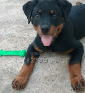 1-3 mois Homme Pure race Rottweiler