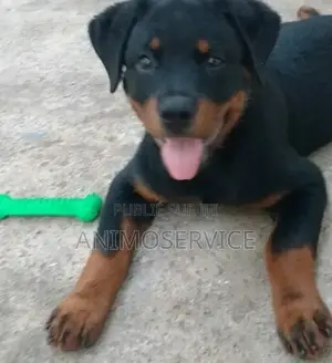 1-3 mois Homme Pure race Rottweiler