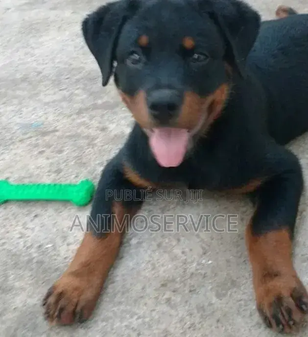 1-3 mois Homme Pure race Rottweiler
