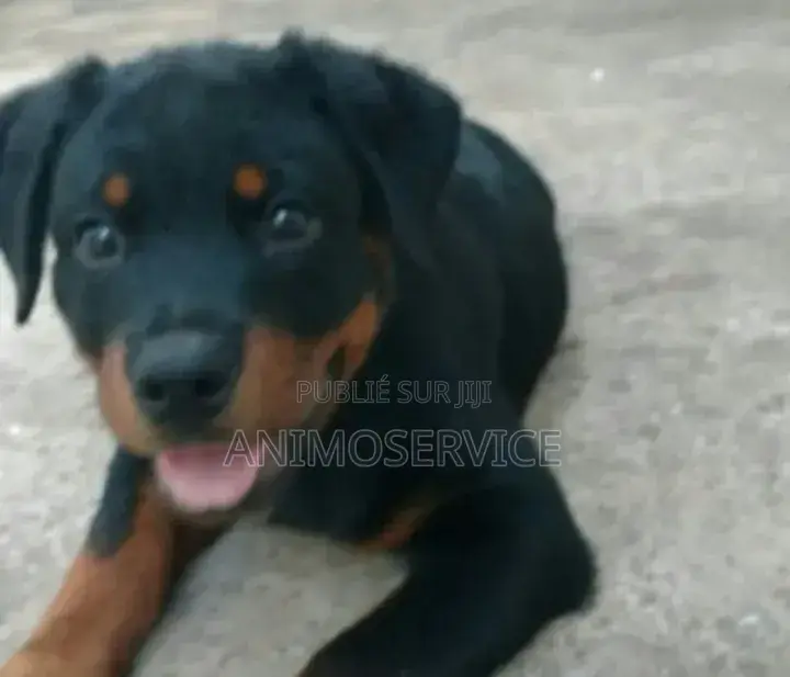 1-3 mois Homme Pure race Rottweiler