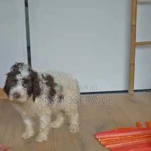1-3 mois Homme Pure race Maltipoo