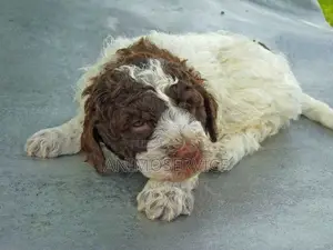 1-3 mois Homme Pure race Maltipoo