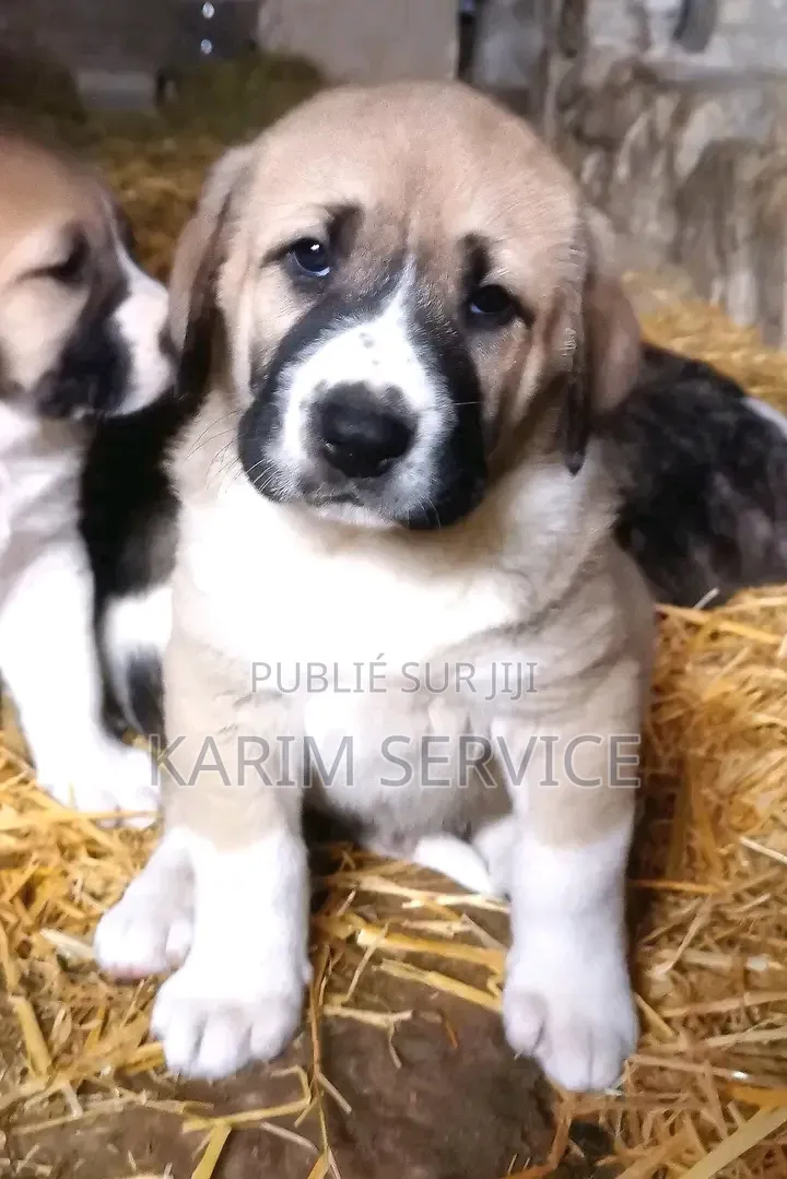 3-6 mois Homme Pure race Boerboel