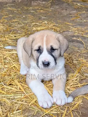 3-6 mois Homme Pure race Boerboel