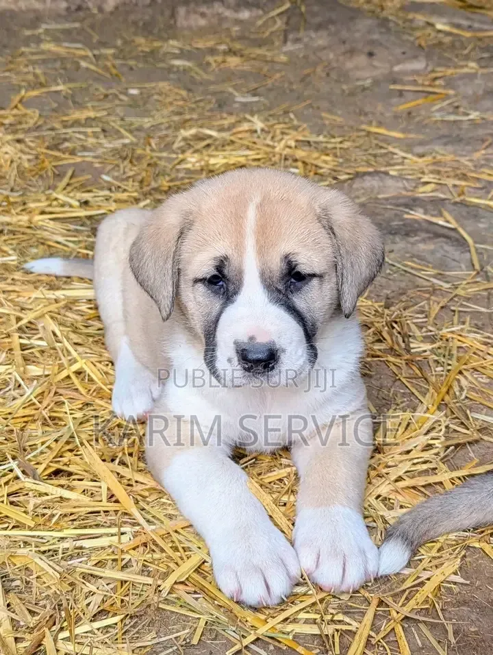 3-6 mois Homme Pure race Boerboel