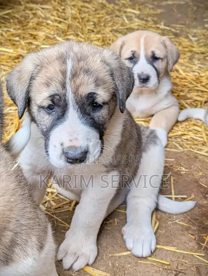 3-6 mois Homme Pure race Boerboel