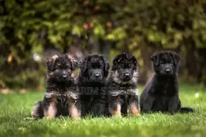 3-6 mois Femme Race mixte Rottweiler