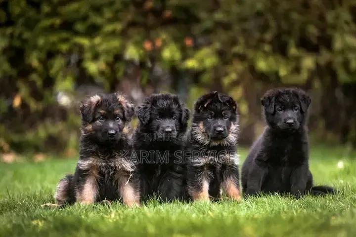 3-6 mois Femme Race mixte Rottweiler