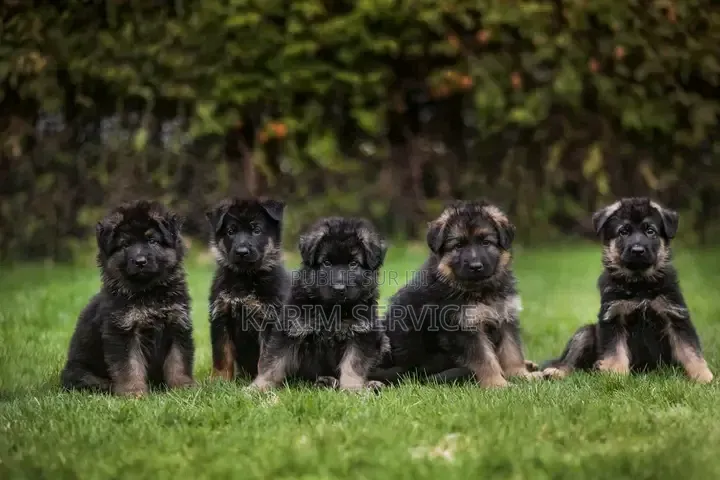 3-6 mois Femme Race mixte Rottweiler