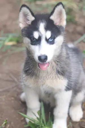 1-3 mois Homme Pure race Siberian Husky
