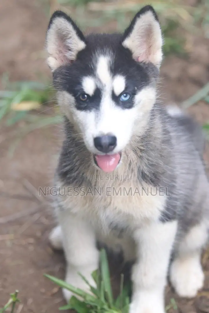 1-3 mois Homme Pure race Siberian Husky