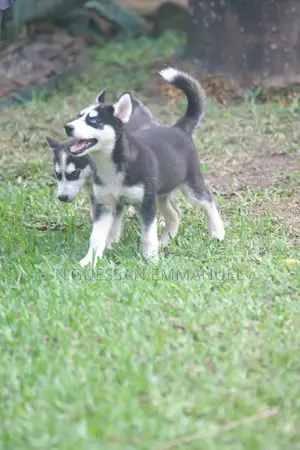 1-3 mois Homme Pure race Siberian Husky