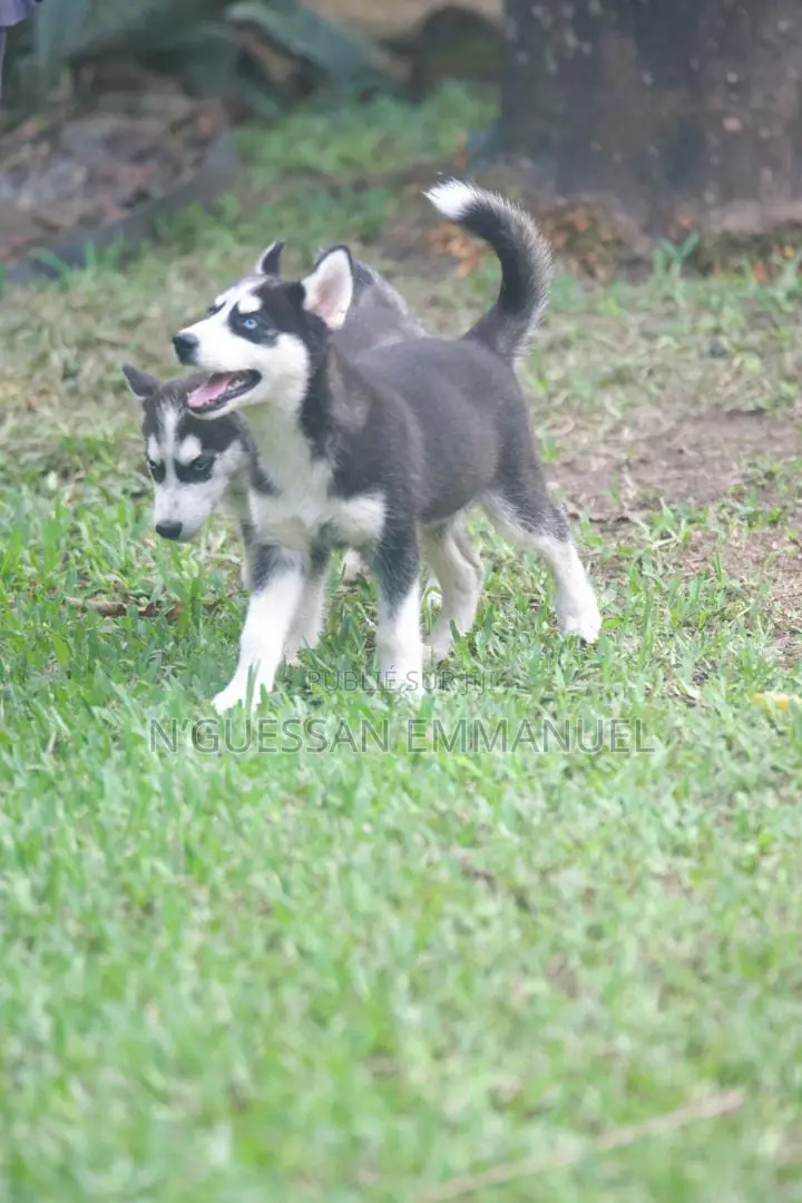 1-3 mois Homme Pure race Siberian Husky