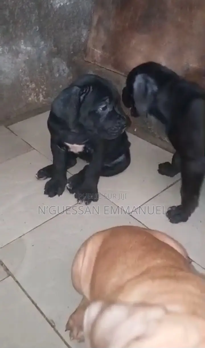 1-3 mois Homme Pure race Boerboel