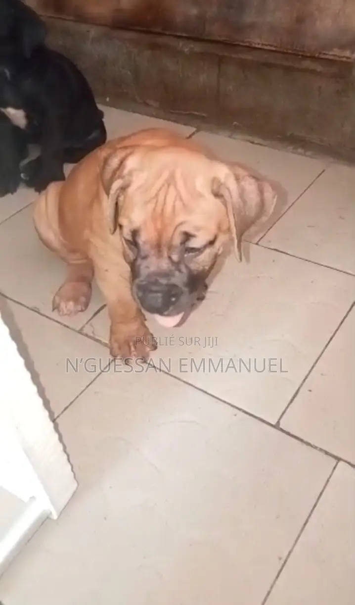 1-3 mois Homme Pure race Boerboel