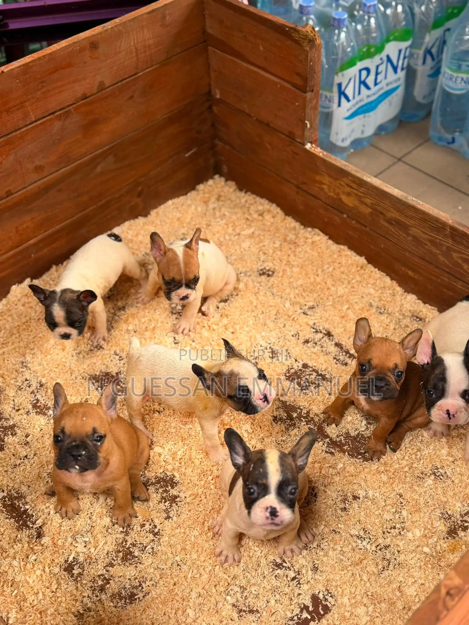1-3 mois Homme Pure race Boston Terrier