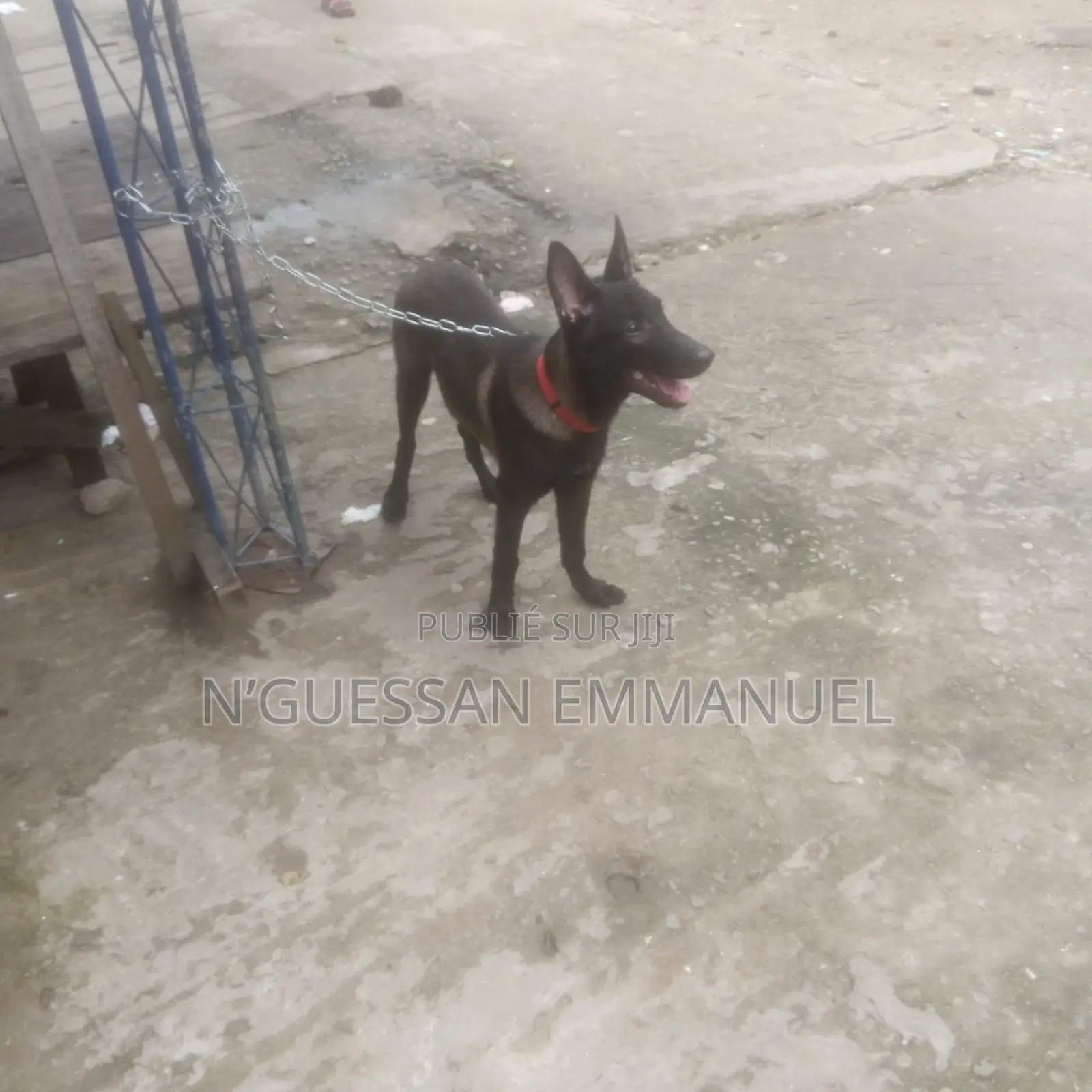 1-3 mois Homme Pure race Belgian Malinois