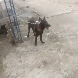 1-3 mois Homme Pure race Belgian Malinois