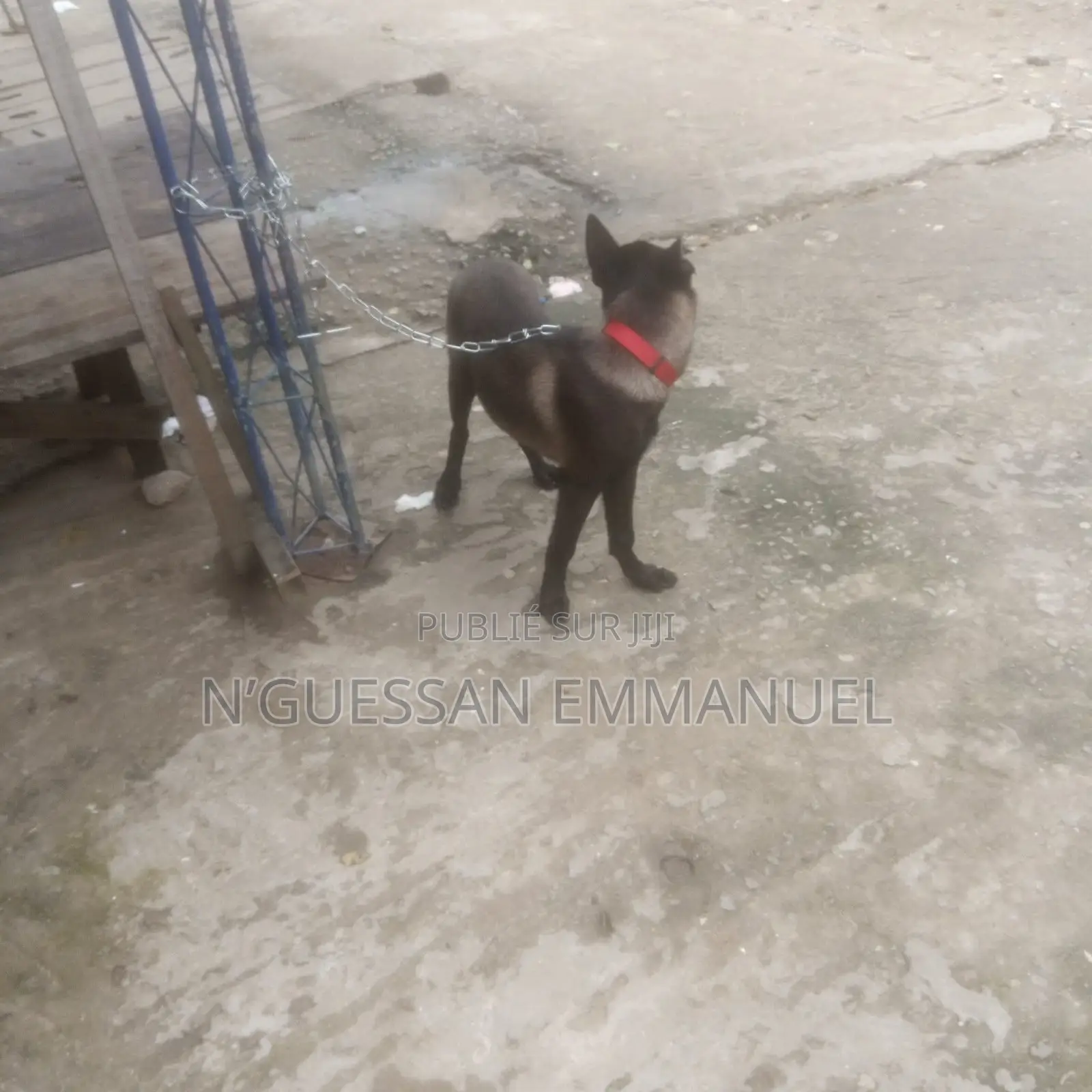 1-3 mois Homme Pure race Belgian Malinois