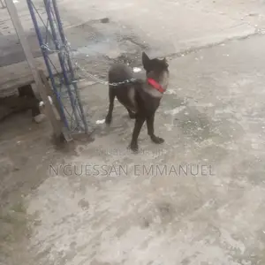 1-3 mois Homme Pure race Belgian Malinois