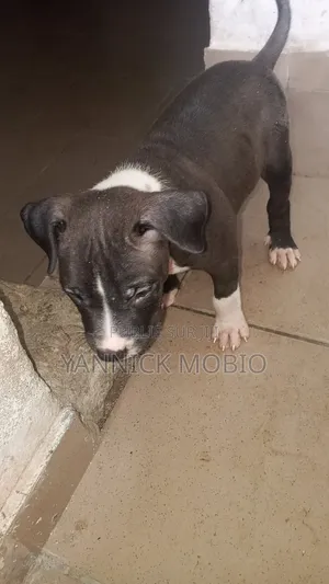 1-3 mois Femme Pure race American Pit Bull Terrier