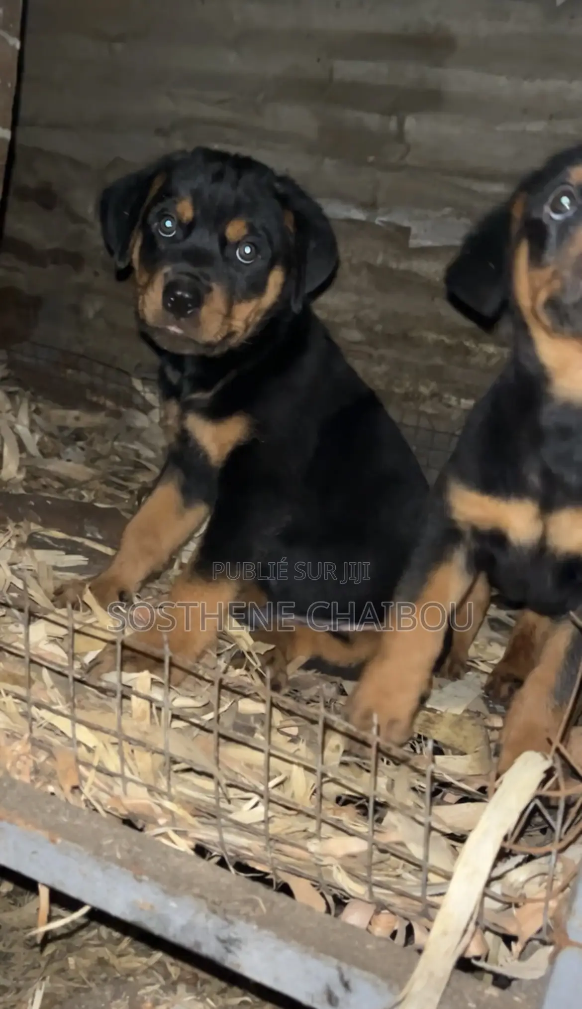 1-3 mois Homme Pure race Rottweiler