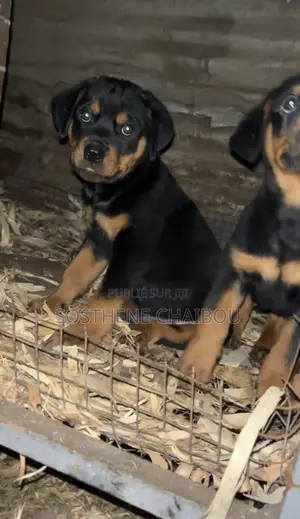 1-3 mois Homme Pure race Rottweiler