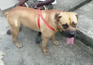 Plus d’un an Homme Pure race Boerboel
