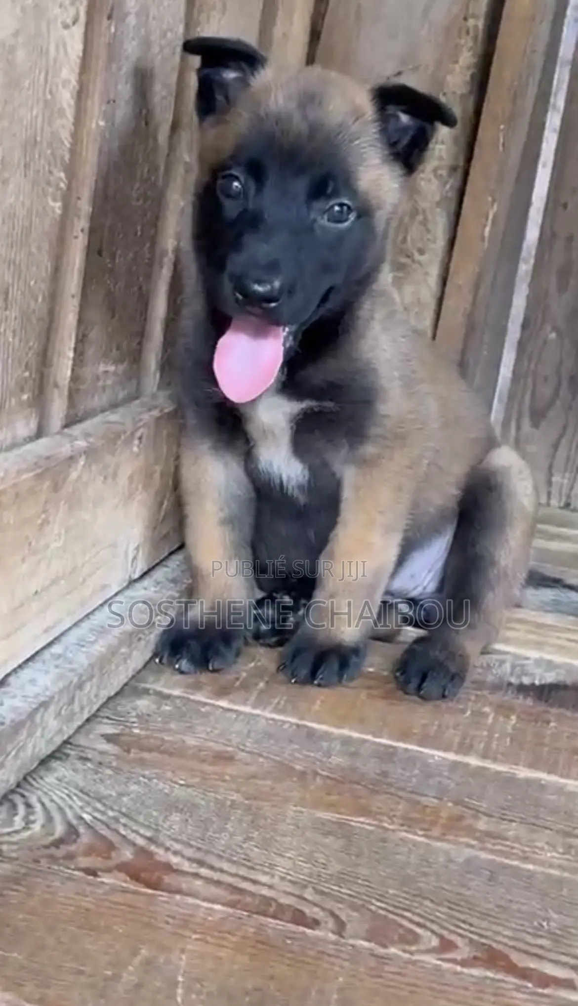 1-3 mois Homme Pure race Belgian Malinois