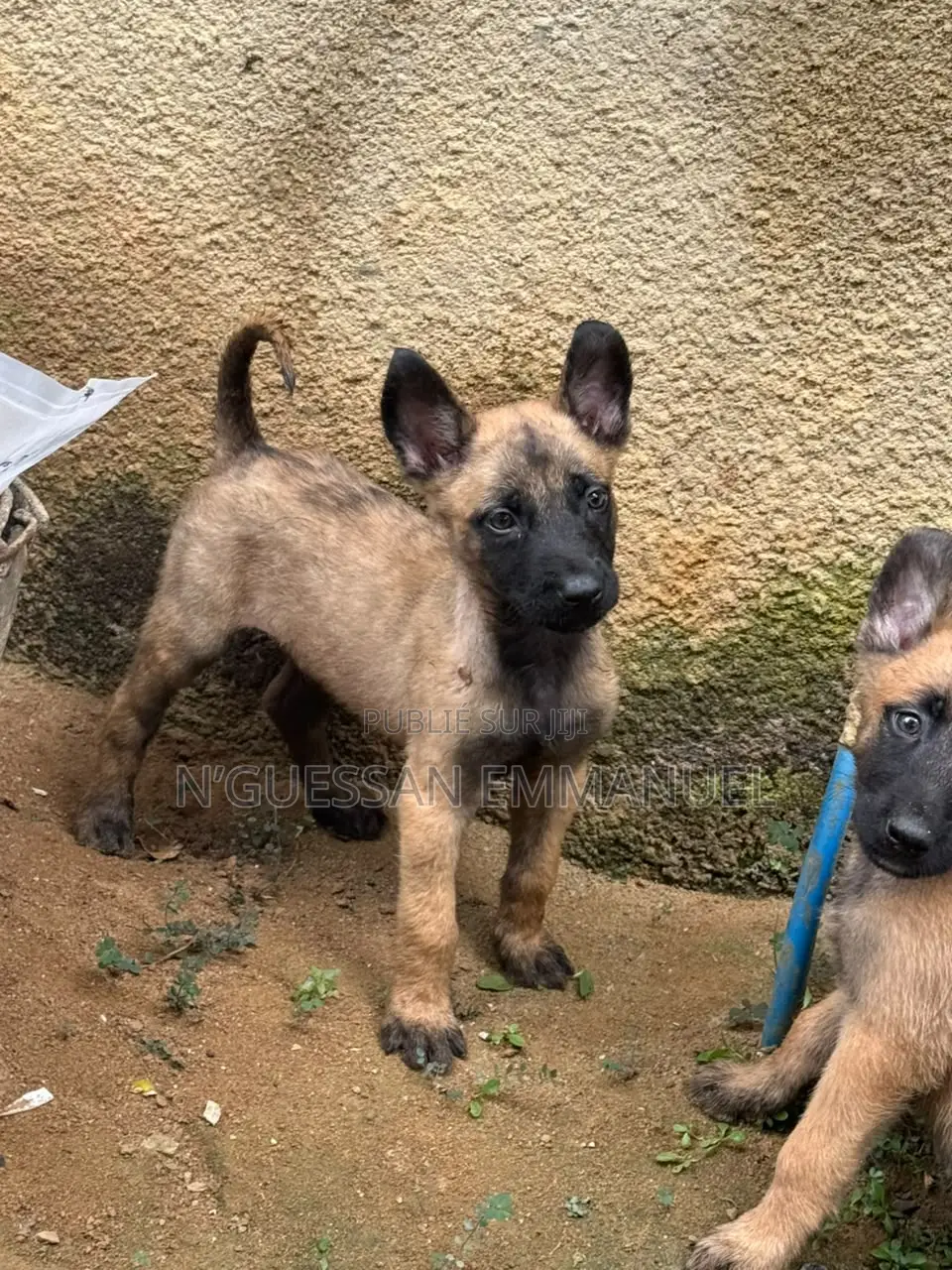 1-3 mois Homme Pure race Belgian Malinois