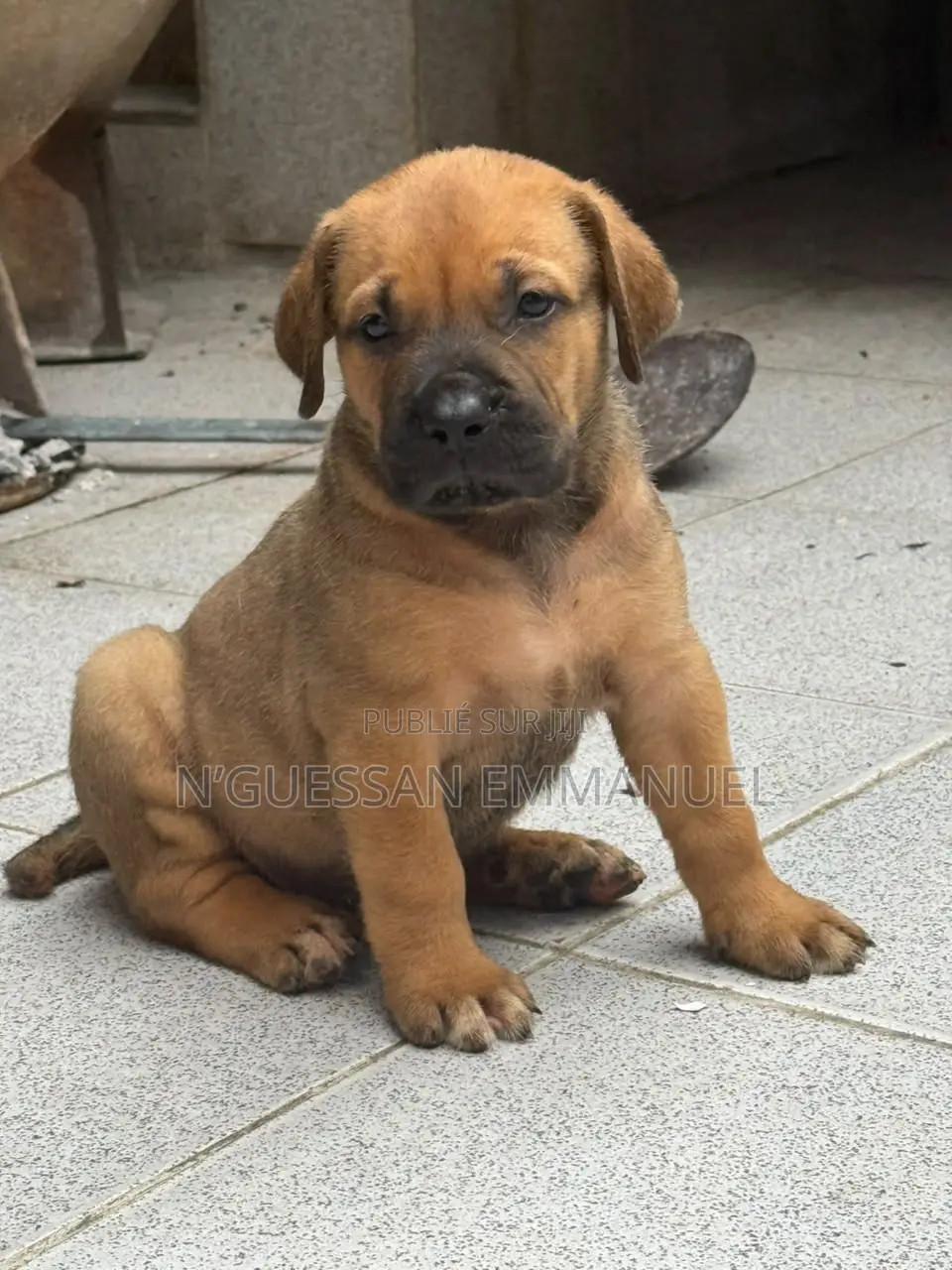 1-3 mois Homme Pure race Boerboel