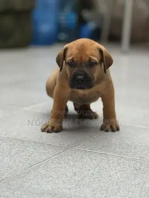 1-3 mois Homme Pure race Boerboel