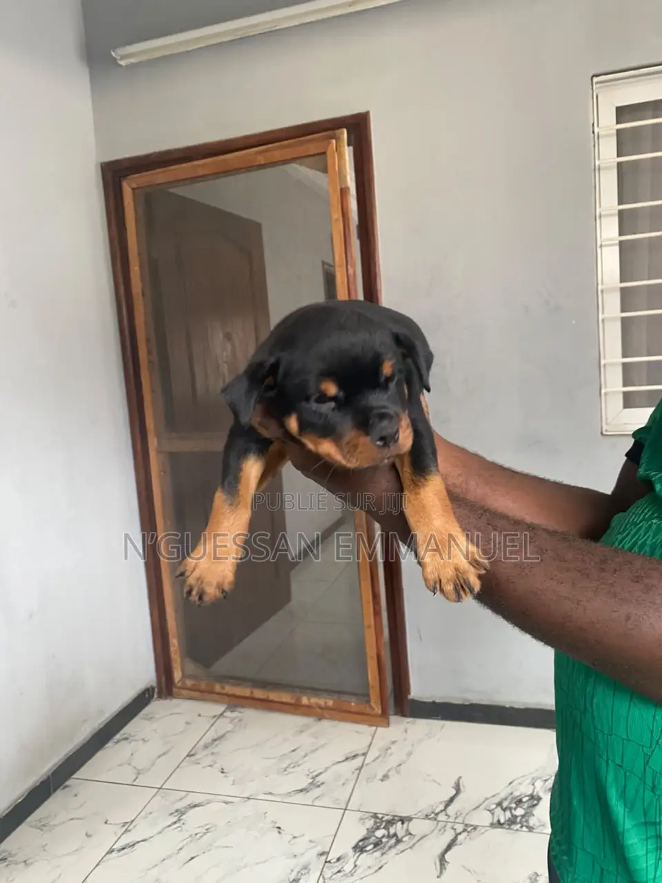 1-3 mois Homme Pure race Rottweiler