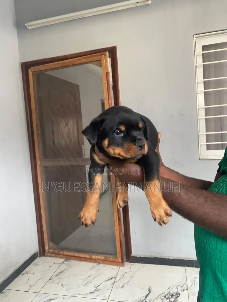 1-3 mois Homme Pure race Rottweiler