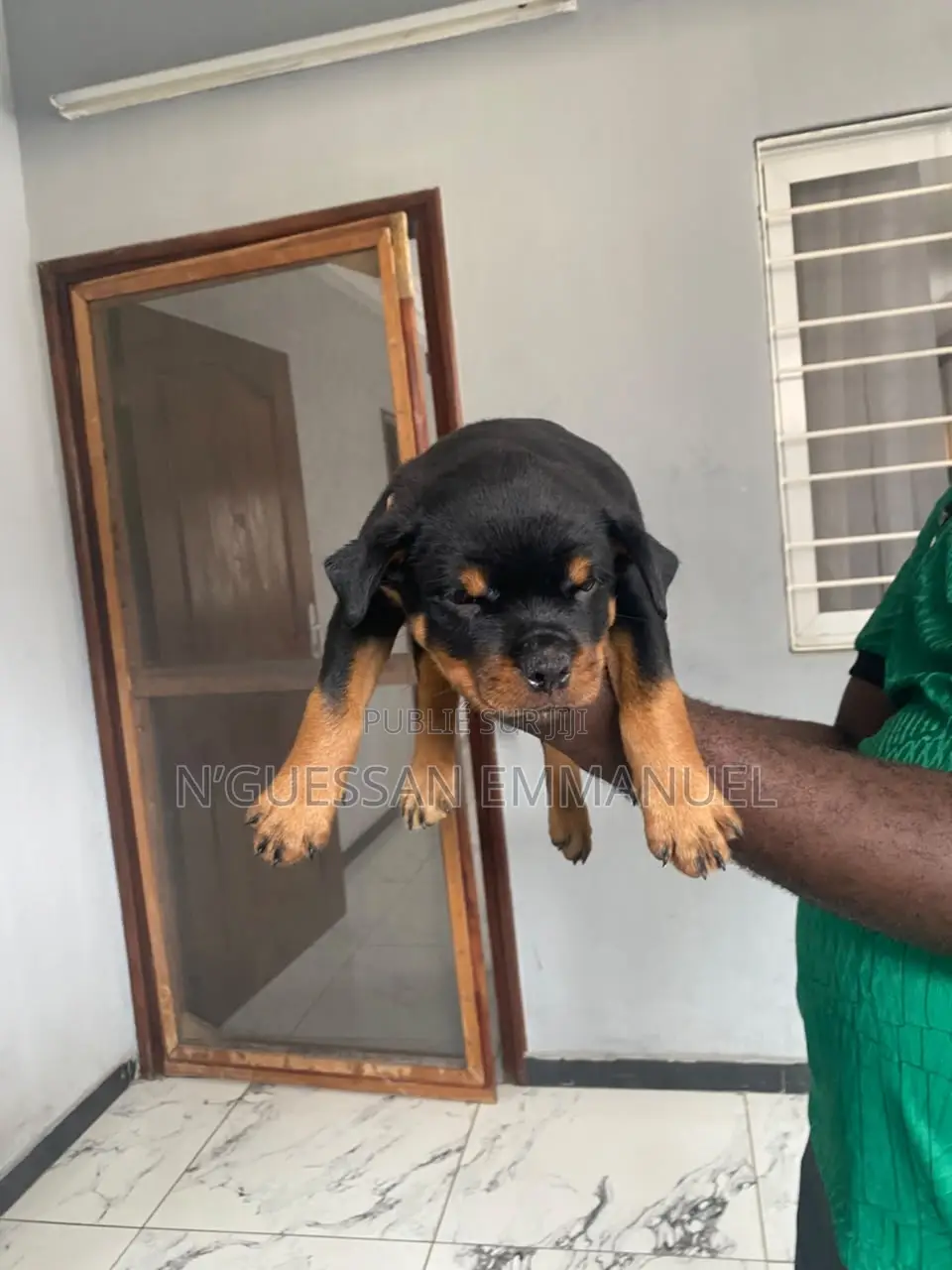 1-3 mois Homme Pure race Rottweiler