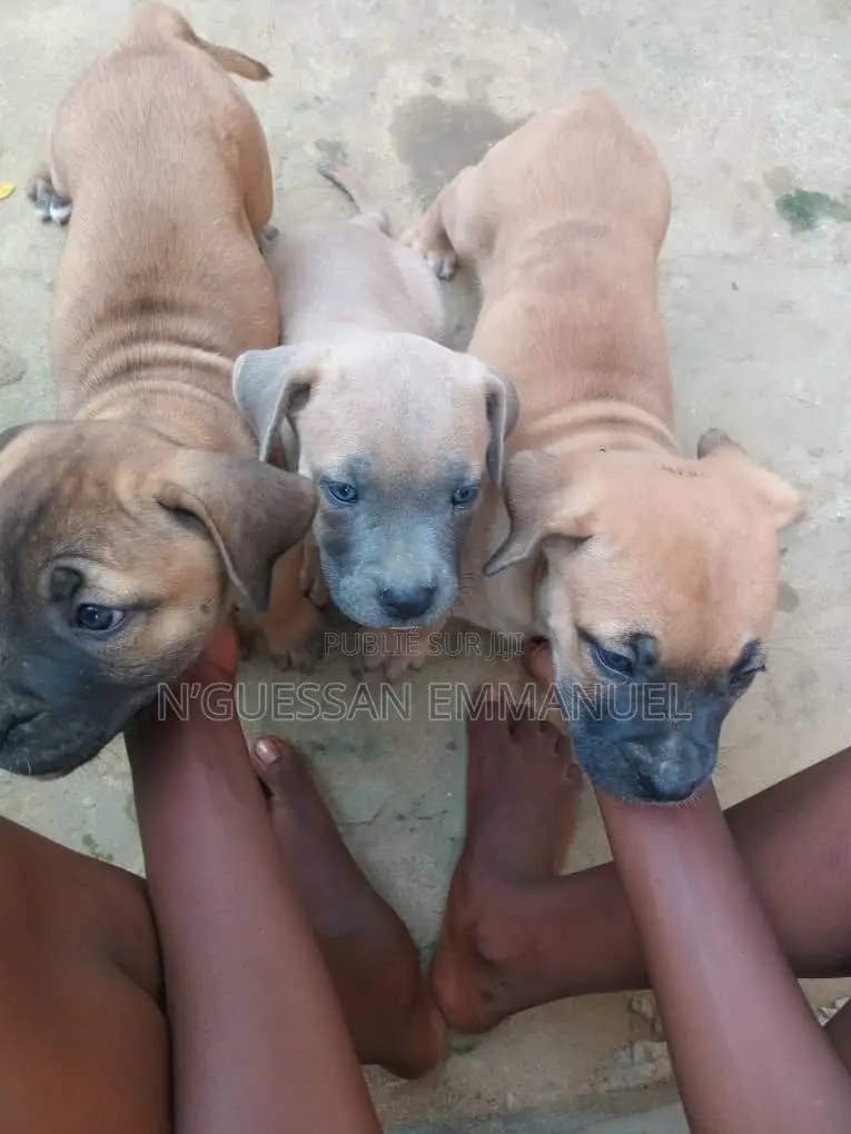 1-3 mois Homme Pure race Boerboel
