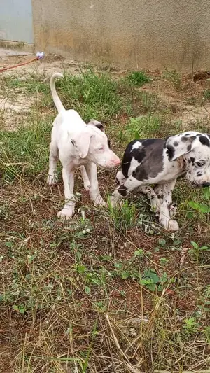 1-3 mois Homme Pure race Great Dane