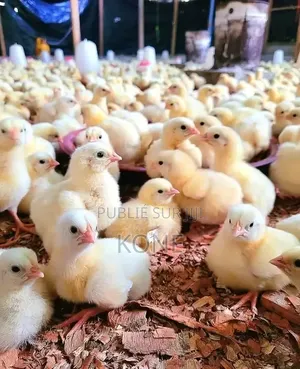 Poussin Disponible