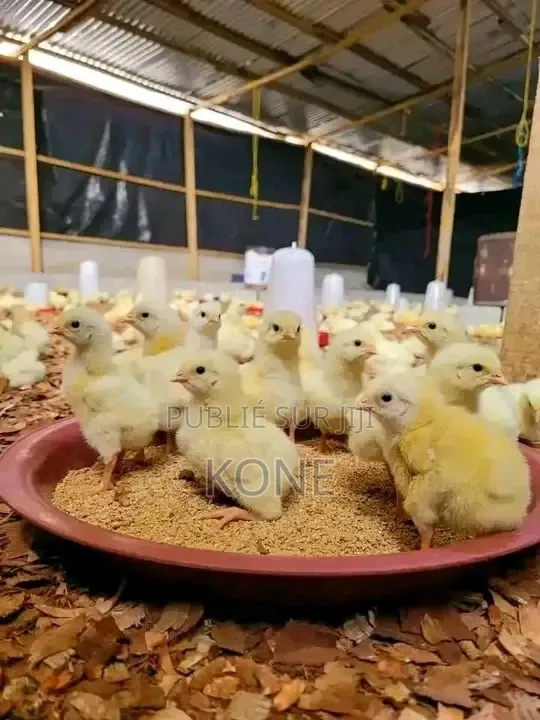 Poussin Disponible