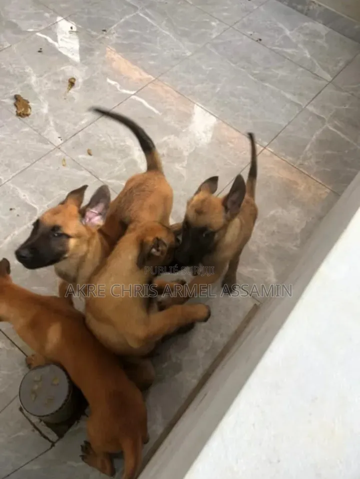 1-3 mois Homme Pure race Belgian Malinois