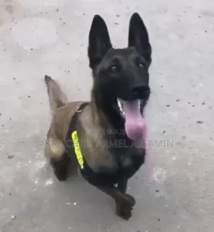 1-3 mois Homme Pure race Belgian Malinois