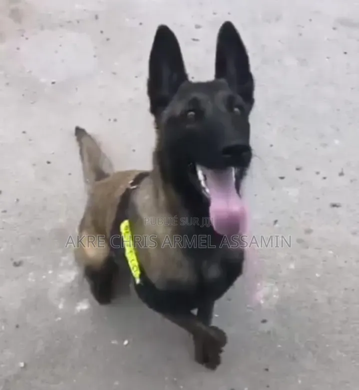 1-3 mois Homme Pure race Belgian Malinois