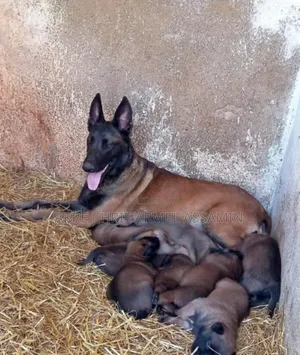 1-3 mois Homme Pure race Belgian Malinois