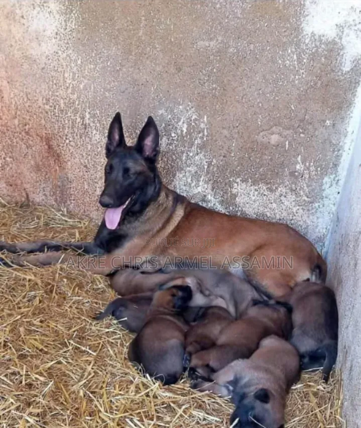1-3 mois Homme Pure race Belgian Malinois