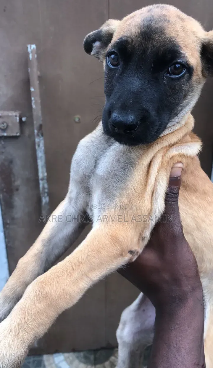 1-3 mois Homme Pure race Belgian Malinois