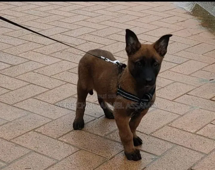 1-3 mois Homme Pure race Belgian Malinois